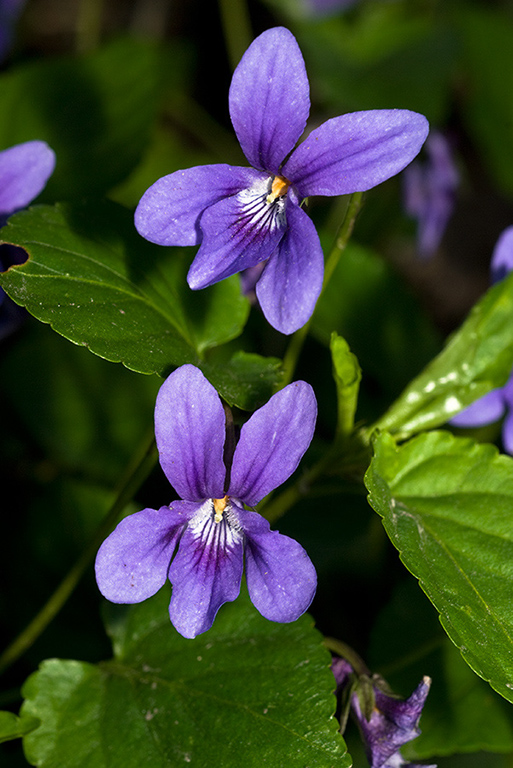 Viola_reichenbachiana_LP0109_38_Tadworth