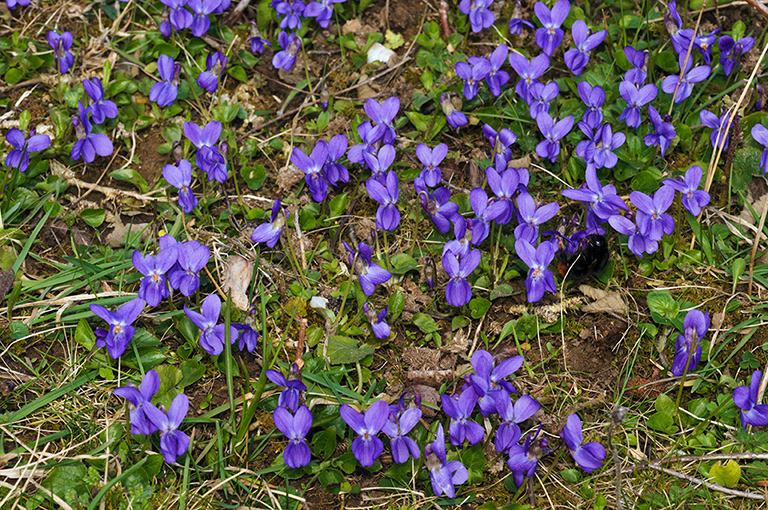 Viola_odorata_LP0610_17_Riddlesdown