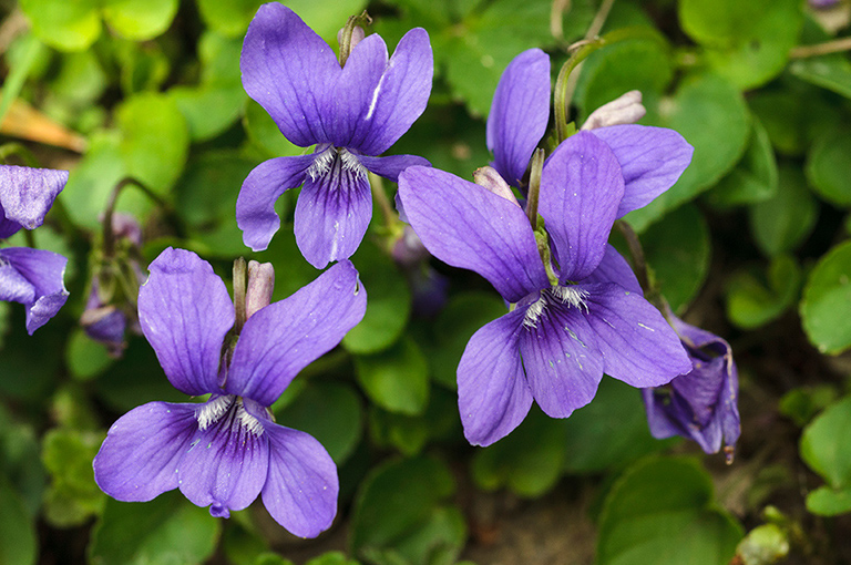 Viola_riviniana_LP0672_07_Godstone