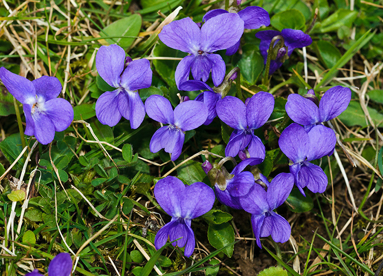 Viola_odorata_LP0610_09_Riddlesdown