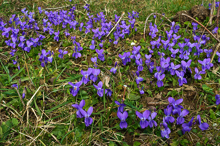 Viola_odorata_LP0610_16_Riddlesdown