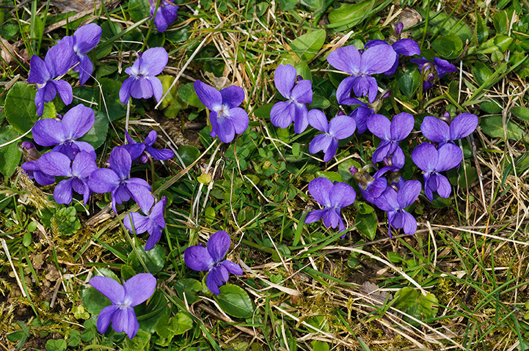 Viola_odorata_LP0610_05_Riddlesdown