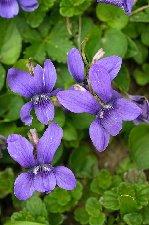 Viola_riviniana_LP0672_08_Godstone