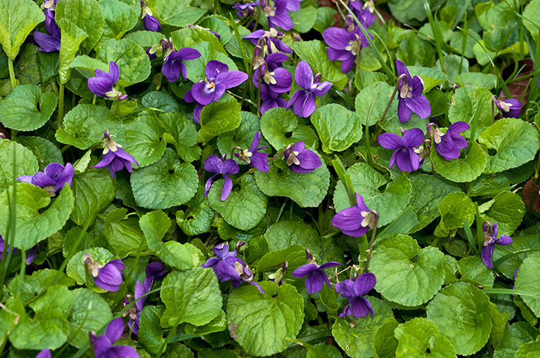 Viola_odorata_LP0666_14_South_Croydon