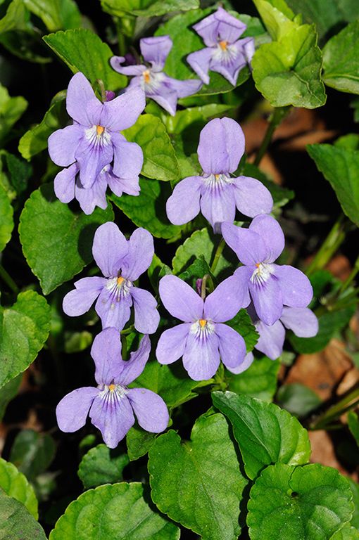 Viola_reichenbachiana_LP0355_18_Sanderstead