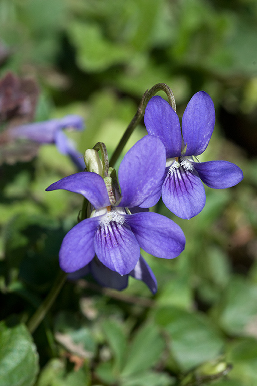 Viola_riviniana_LP0109_25_Headley