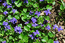 Viola_riviniana_LP0438_10_Selsdon