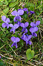 Viola_odorata_LP0610_10_Riddlesdown