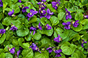 Viola_odorata_LP0666_13_South_Croydon