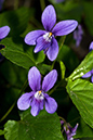 Viola_reichenbachiana_LP0109_38_Tadworth