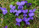 Viola_odorata_LP0610_09_Riddlesdown