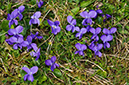 Viola_odorata_LP0610_05_Riddlesdown