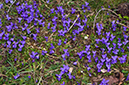Viola_odorata_LP0610_01_Riddlesdown