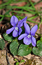 Viola_riviniana_LP0305_04_Leith_Hill