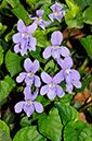 Viola_reichenbachiana_LP0355_18_Sanderstead