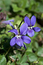 Viola_riviniana_LP0109_25_Headley