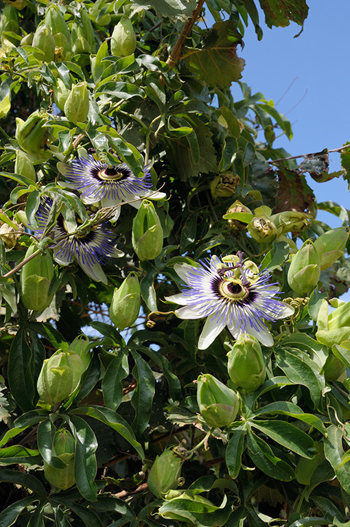 Blue_Passionflower_LP0324_53_Hampton_Court