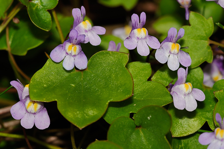 Ivy-leaved_Toadflax_LP0311_51_Hampton_Court