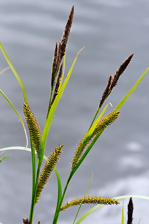 Lesser_Pond-sedge_LP0360_40_Hampton_Court