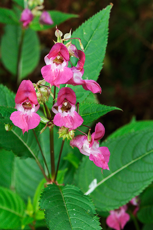 Indian_Balsam_LP0332_01_Hampton_Court