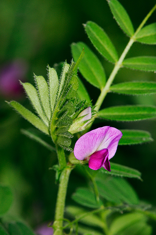 Common_Vetch_LP0360_70_Hampton_Court