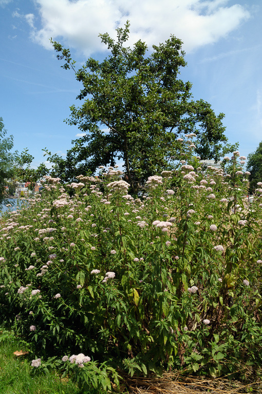 Hemp-agrimony_LP0324_11_Hampton_Court