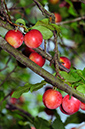 Cherry_Plum_LP0324_101_Hampton_Court