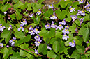 Ivy-leaved_Toadflax_LP0311_27_Hampton_Court