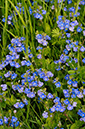 Germander_Speedwell_LP0360_98_Hampton_Court