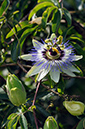 Blue_Passionflower_LP0324_72_Hampton_Court