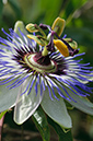 Blue_Passionflower_LP0324_70_Hampton_Court