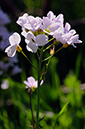 Cuckooflower_LP0356_15_Hampton_Court