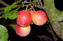 Cherry_Plum_LP0324_97_Hampton_Court