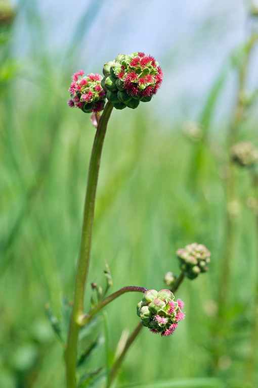 Salad_Burnet_LP0411_01_Hampton_Court