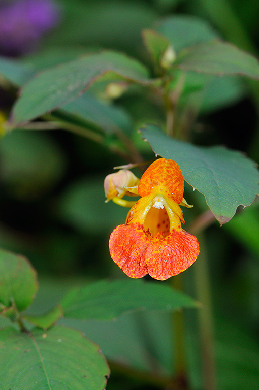 Orange_Balsam_LP0377_05_Hampton_Court