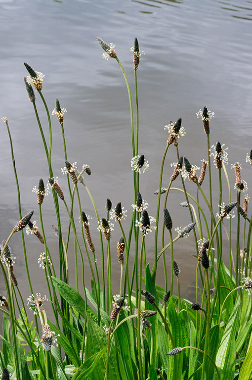 Ribwort_Plantain_LP0360_26_Hampton_Court