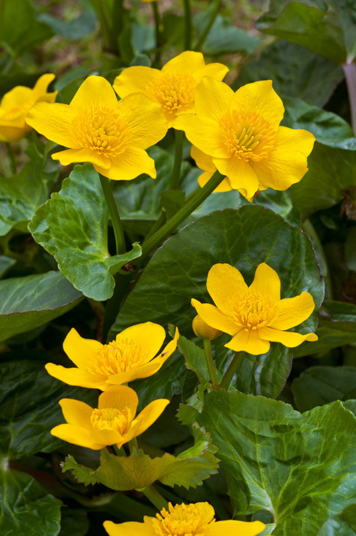 Marsh-marigold_LP0353_05_Hampton_Court