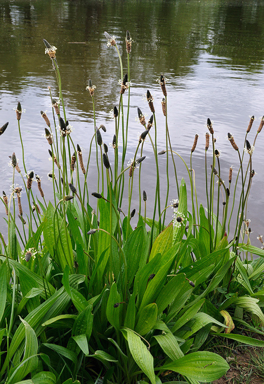 Ribwort_Plantain_LP0360_18_Hampton_Court1