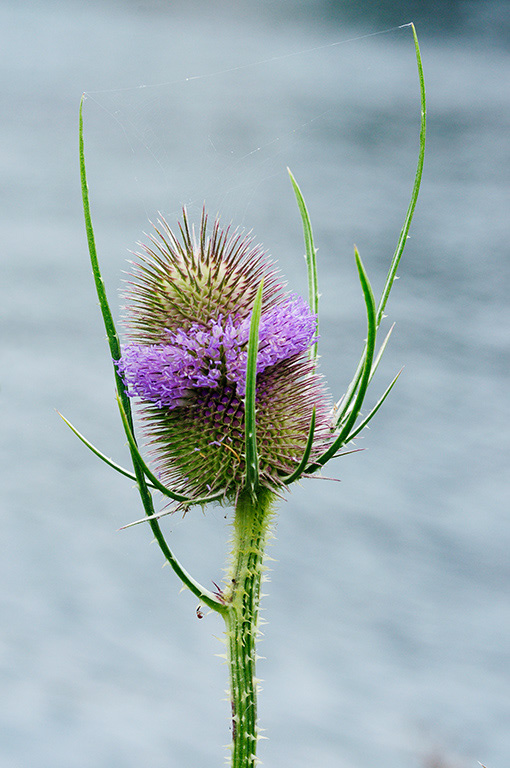 Teasel_LP0377_92_Hampton_Court