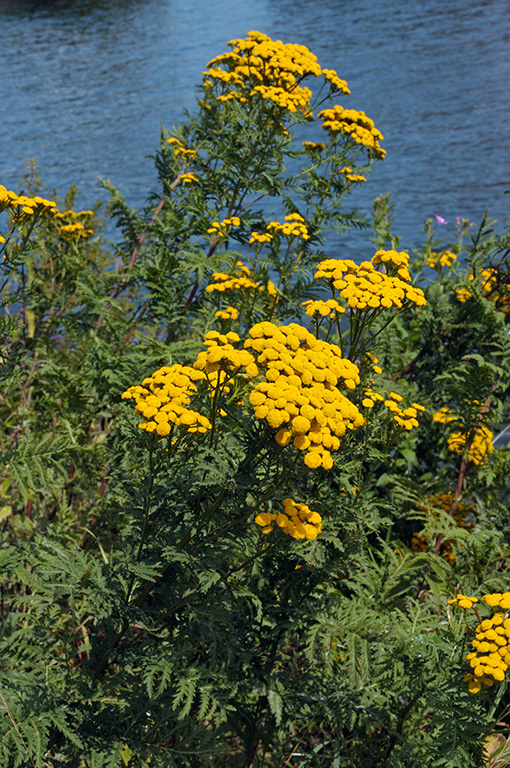 Tansy_LP0324_50_Hampton_Court