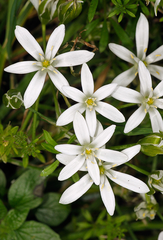 Star-of-Bethlehem_LP0360_85_Hampton_Court