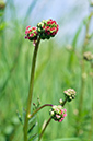 Salad_Burnet_LP0411_01_Hampton_Court