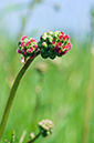 Salad_Burnet_LP0411_02_Hampton_Court