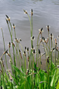 Ribwort_Plantain_LP0360_26_Hampton_Court