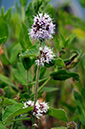 Water_Mint_LP0324_107_Hampton_Court