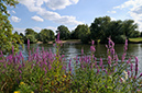 Purple_Loosestrife_LP0322_76_Hampton_Court