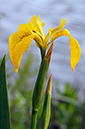 Yellow_Iris_LP0311_68_Hampton_Court