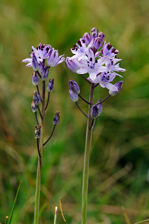 Autumn_Squill_LP0329_23_Hampton_Court