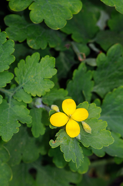 Greater_Celandine_LP0360_88_Hampton_Court