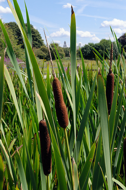 Bulrush_LP0326_96_Hampton_Court